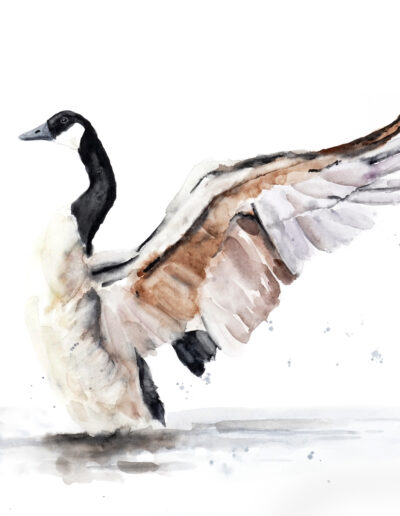 Watercolour Canada Goose