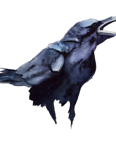 watercolor raven