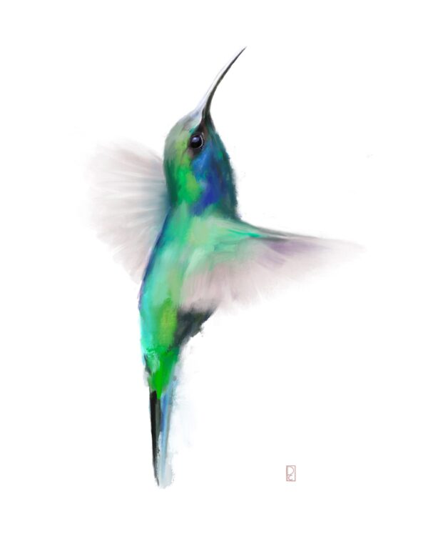 Humming Bird Procreate Painting