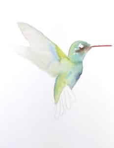 watercolor hummingbird first layer of the painting dry