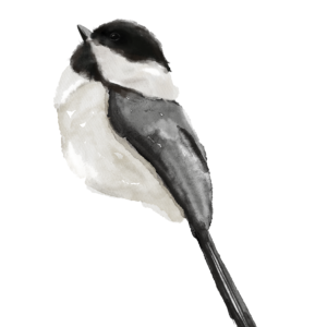 Digital Watercolor painting of a chickadee