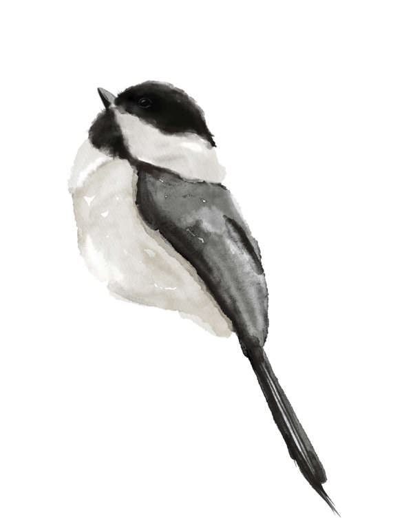 Digital Watercolor painting of a chickadee