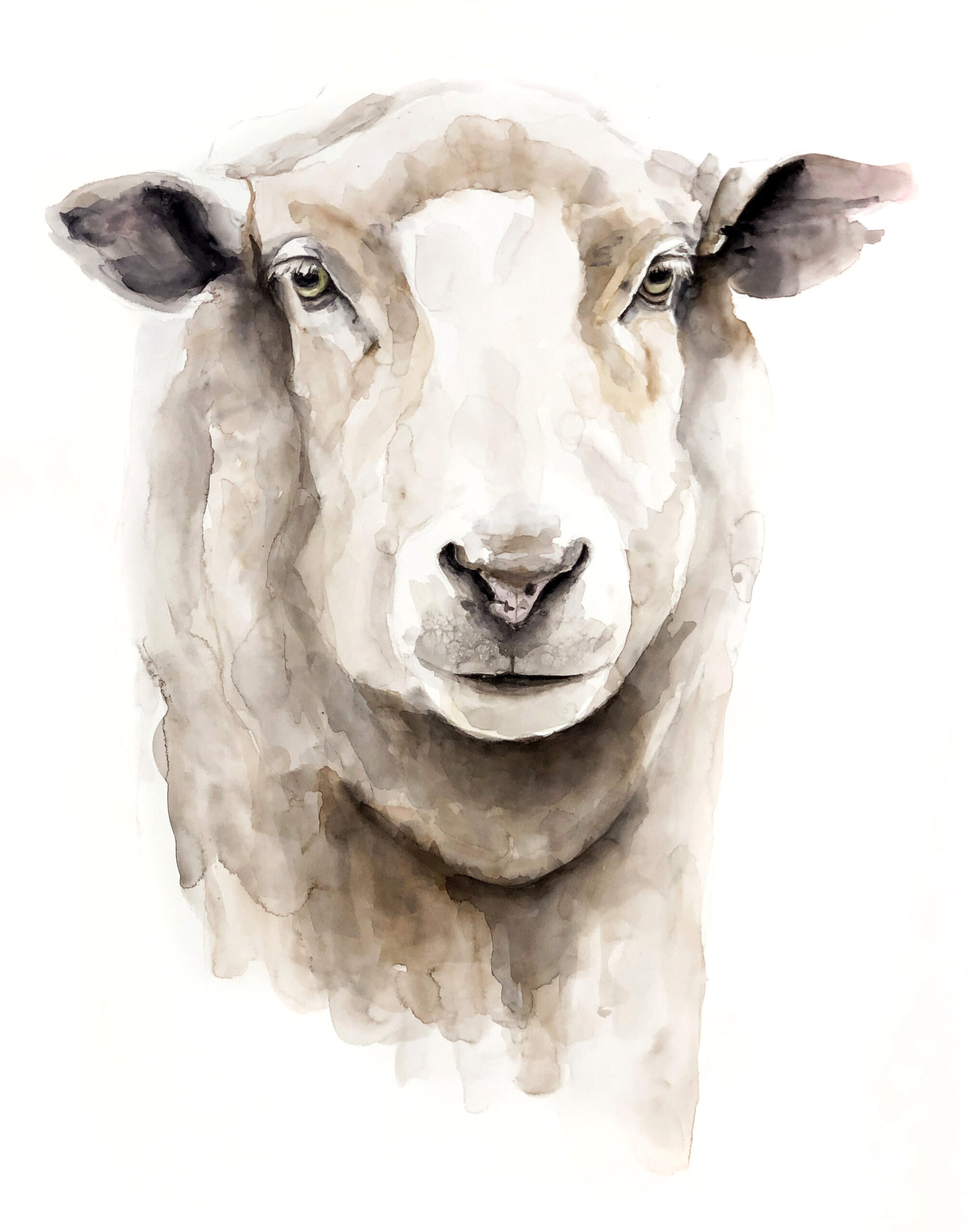 Watercolour Sheep