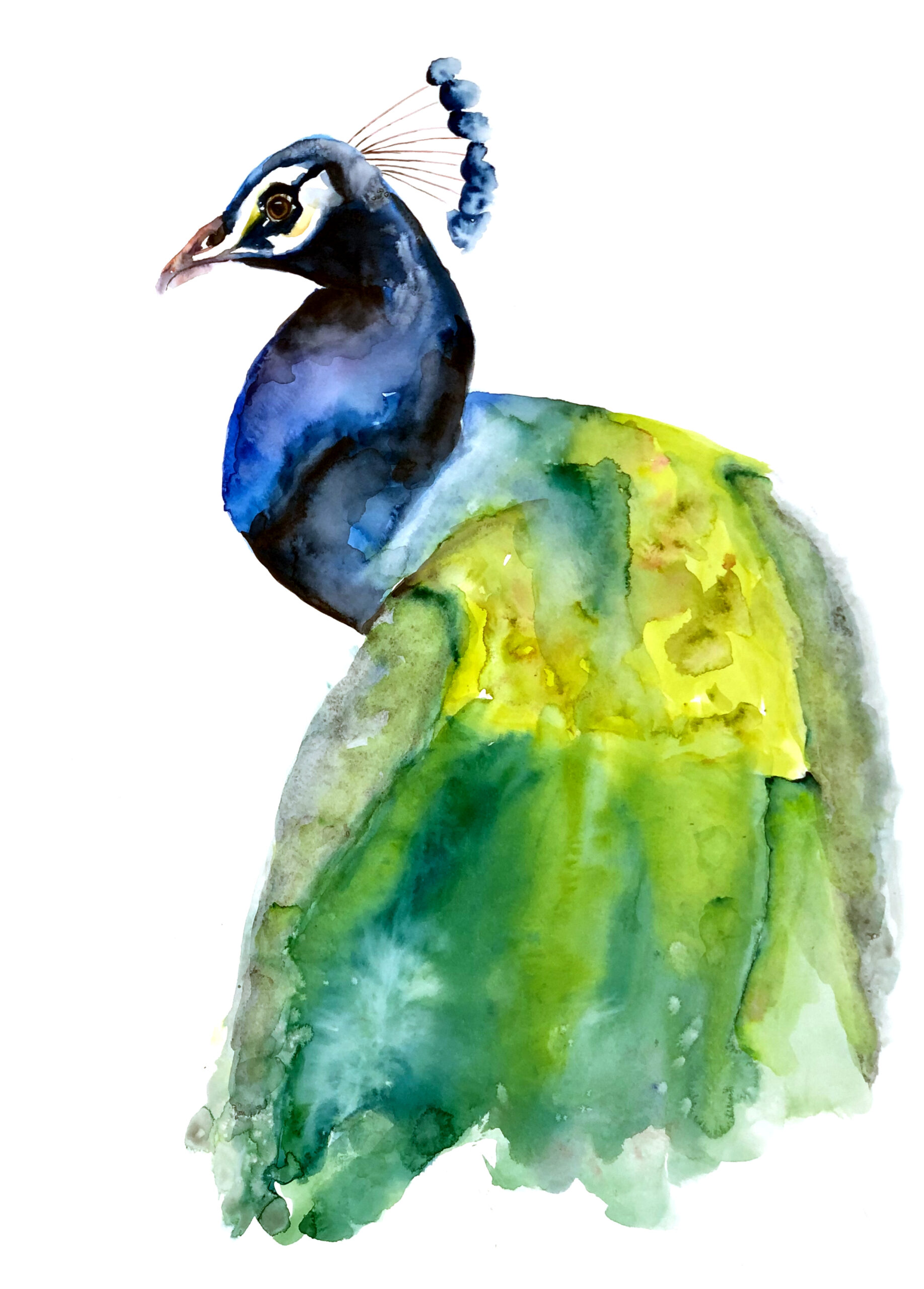 Watercolour Peacock