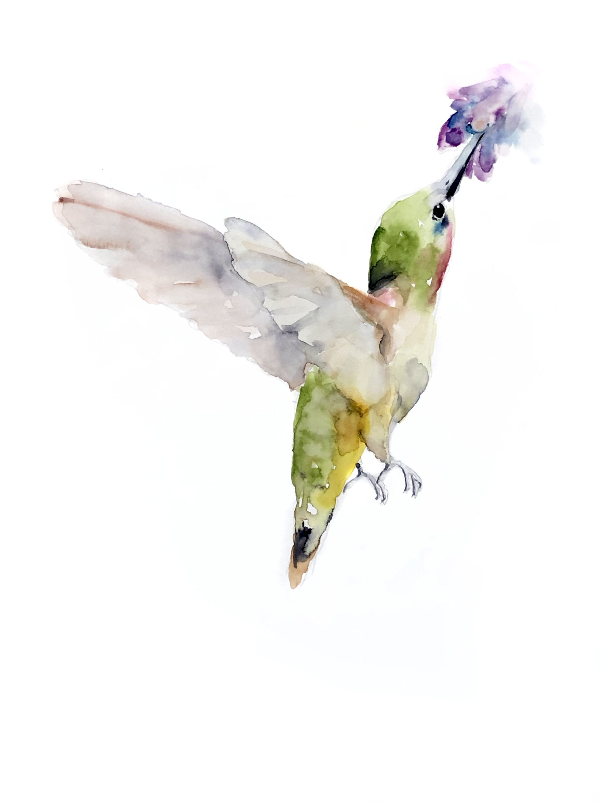 Watercolour Humming Bird