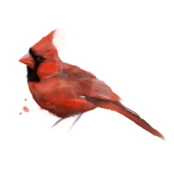 Digital Watercolor Cardinal