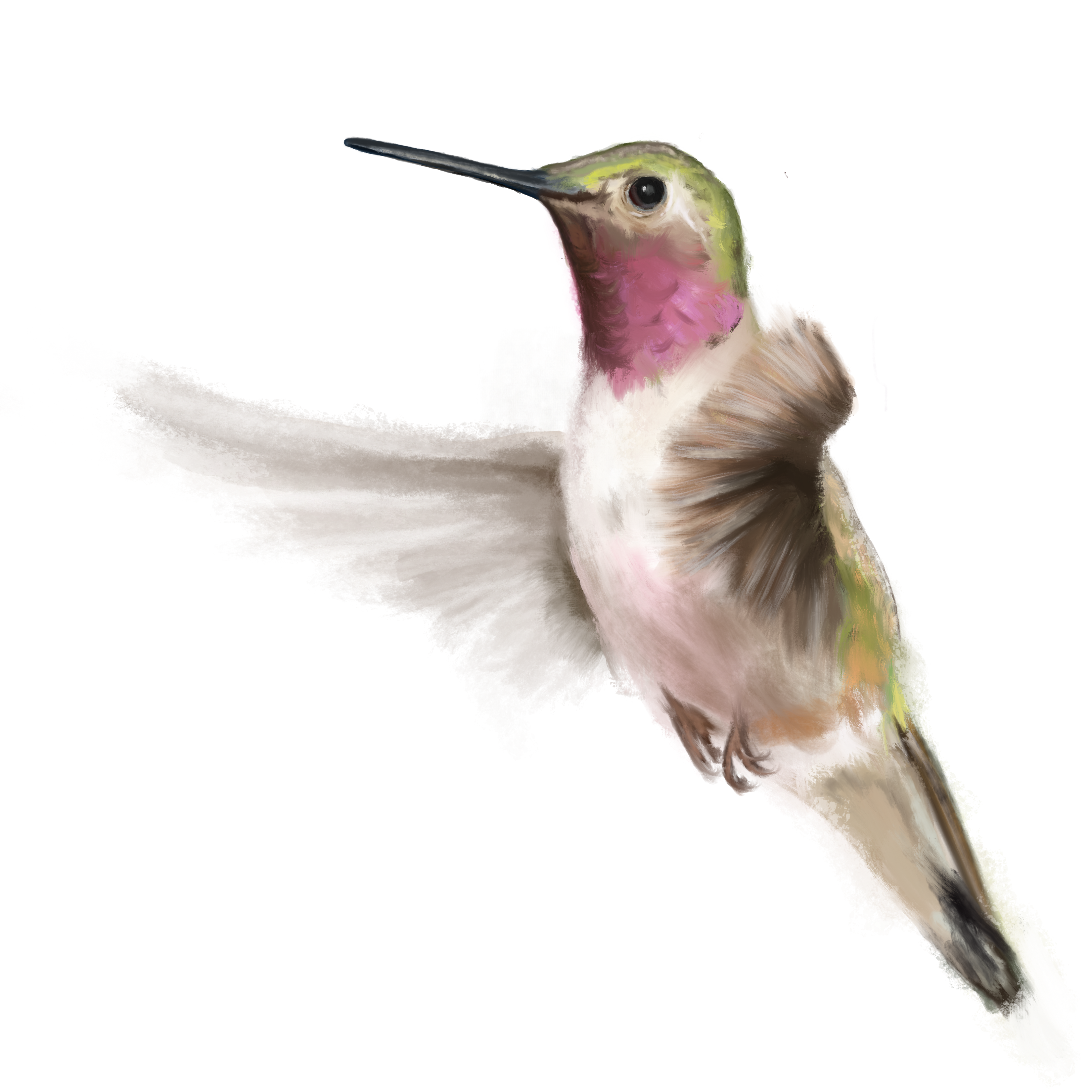 Humming Bird Digital Oil Painting