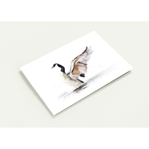 Watercolour Canadian Goose Greeting Cards - Package of 10